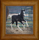 Northern Lights Regan O'Carriage Creek ~ 2018 ~ Chywoon Remington x SSFR Ruby ~ Sold